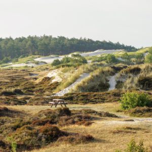Schoorlse duinen met heide, helmgras en bos op de achtergrond